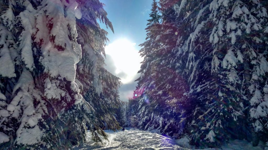 snow and trees along trail 2