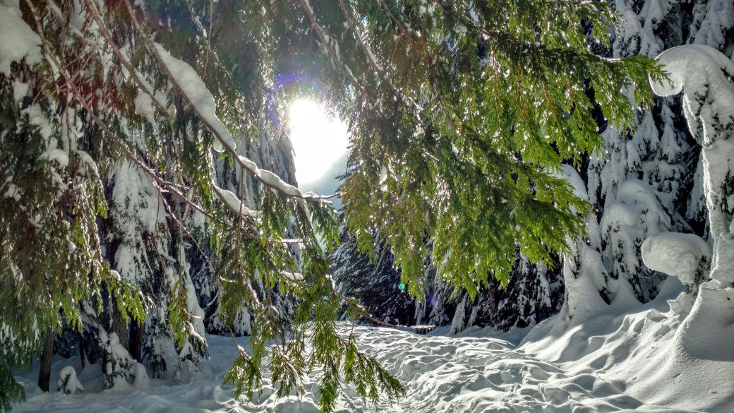 snow and trees along trail