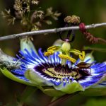 passion flower with insects