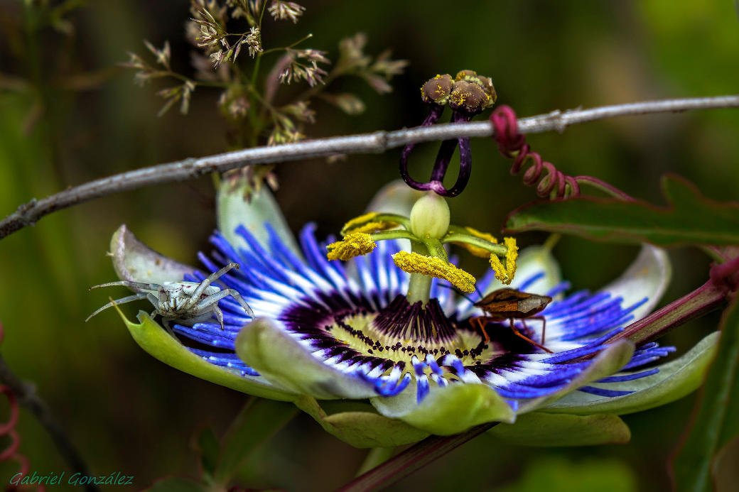 passion flower with insects