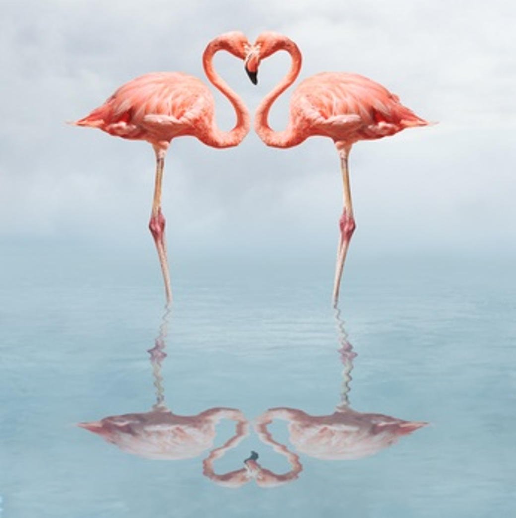 flamingo heart