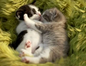 kittens snuggling and cuddling
