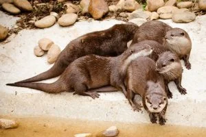 cuddling small claw otters