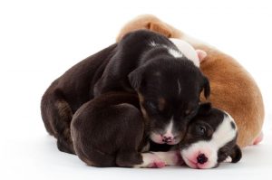 snuggling cuddling puppies