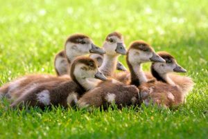 snuggling ducks